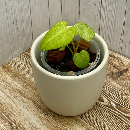 Anthurium Dark Phoenix Mint G