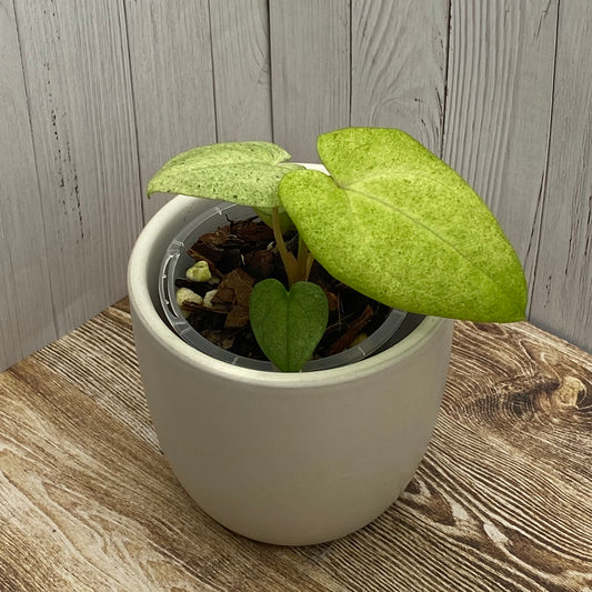 Anthurium Dark Phoenix Mint I