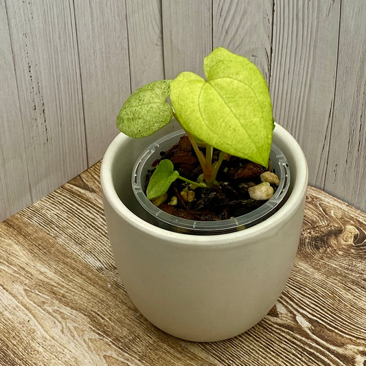 Anthurium Dark Phoenix Mint H