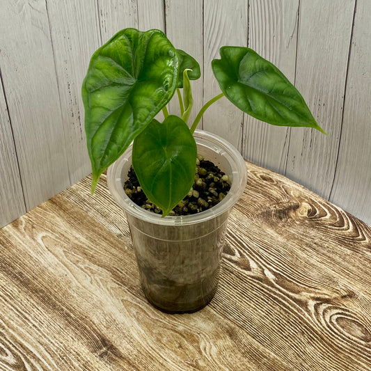 Alocasia Dragon Scale - Kids Project