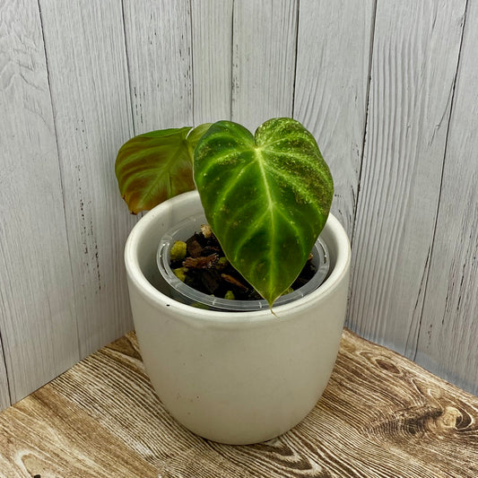 Philodendron Verrucosum Variegated J