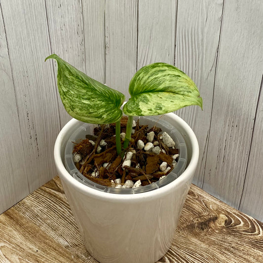 Scindapsus Treubii ‘Moonlight Marble’ Variegated