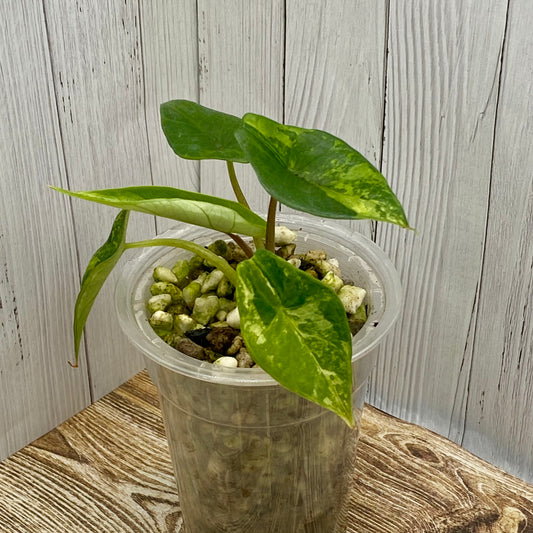 Alocasia Scalprum – Aurea Variegated A