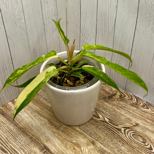 Philodendron Florida Beauty × Tortum Variegated D