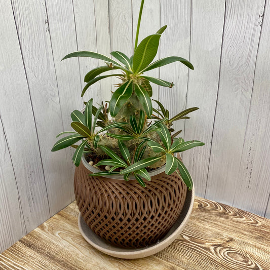 Mirage Orchid Planter – Modern 3D-Printed Cover Pot - Brown & Beige