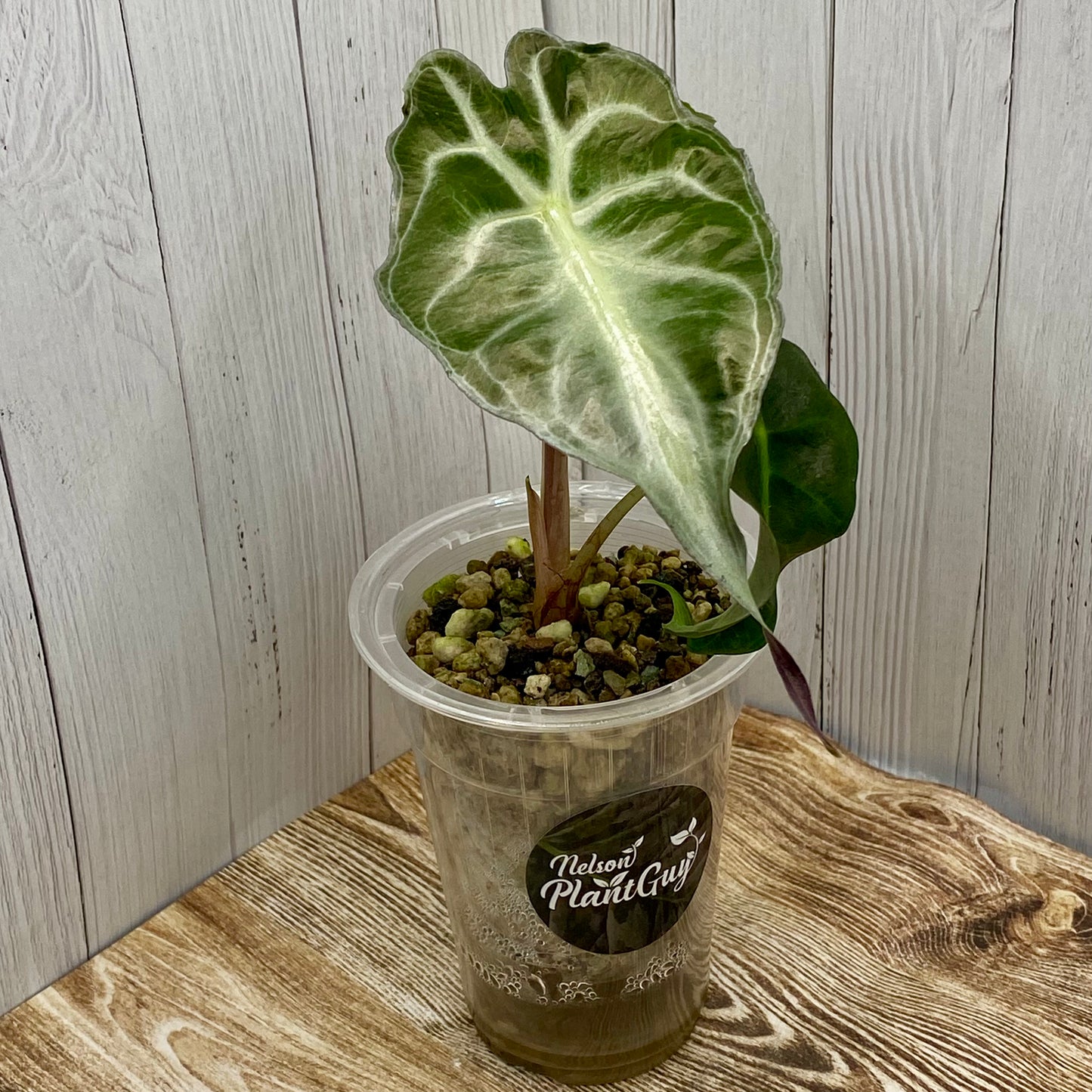 Alocasia Venom Medium - TC