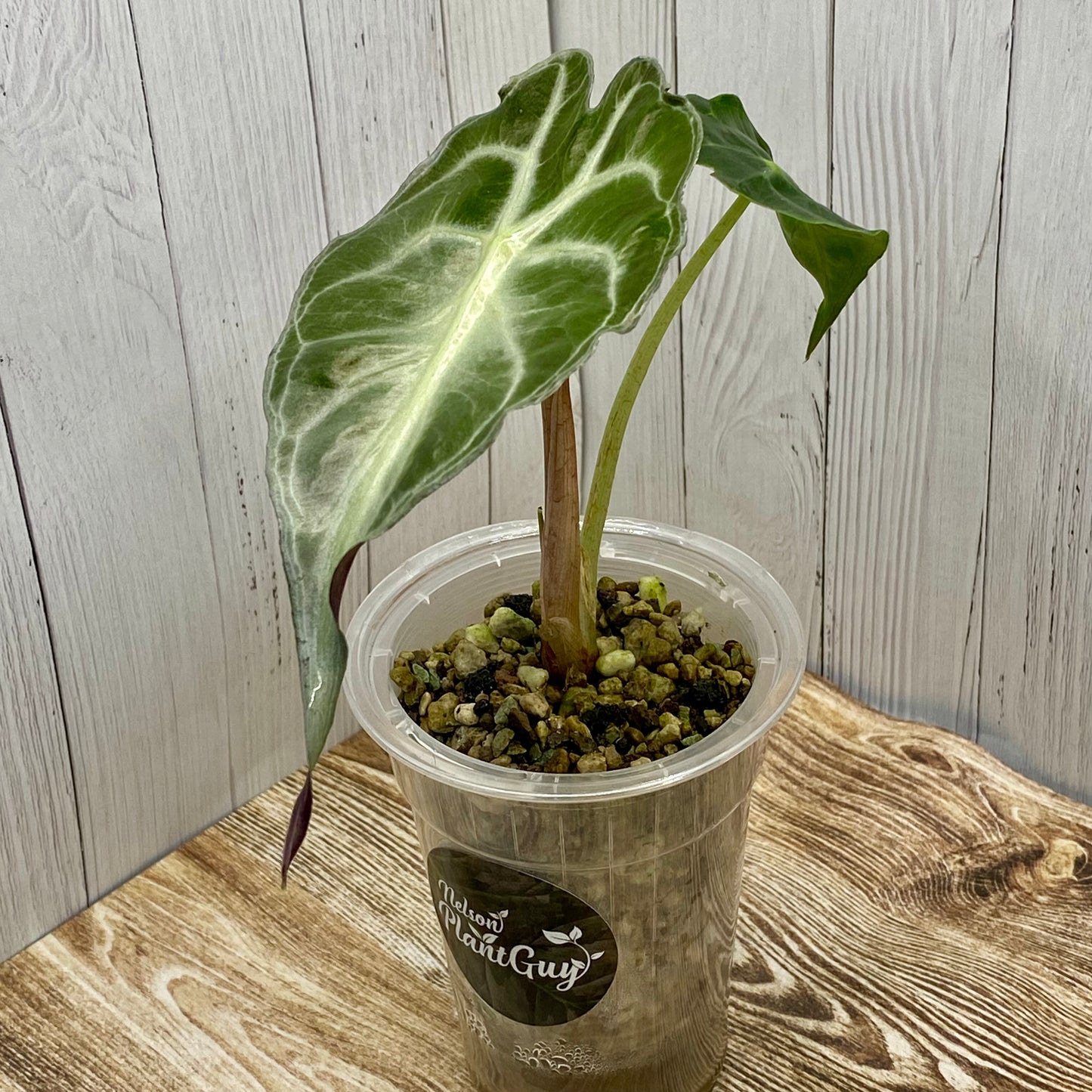 Alocasia Venom