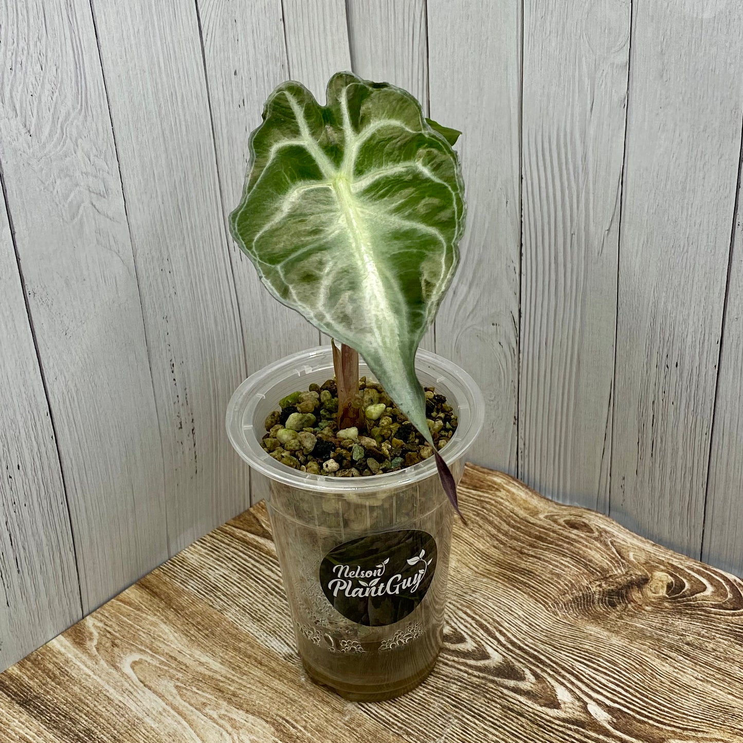 Alocasia Venom Medium - TC