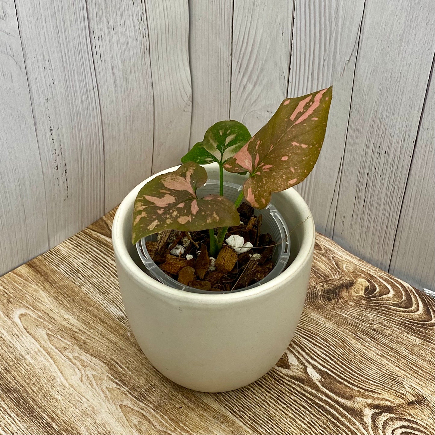 Syngonium Pink Splash