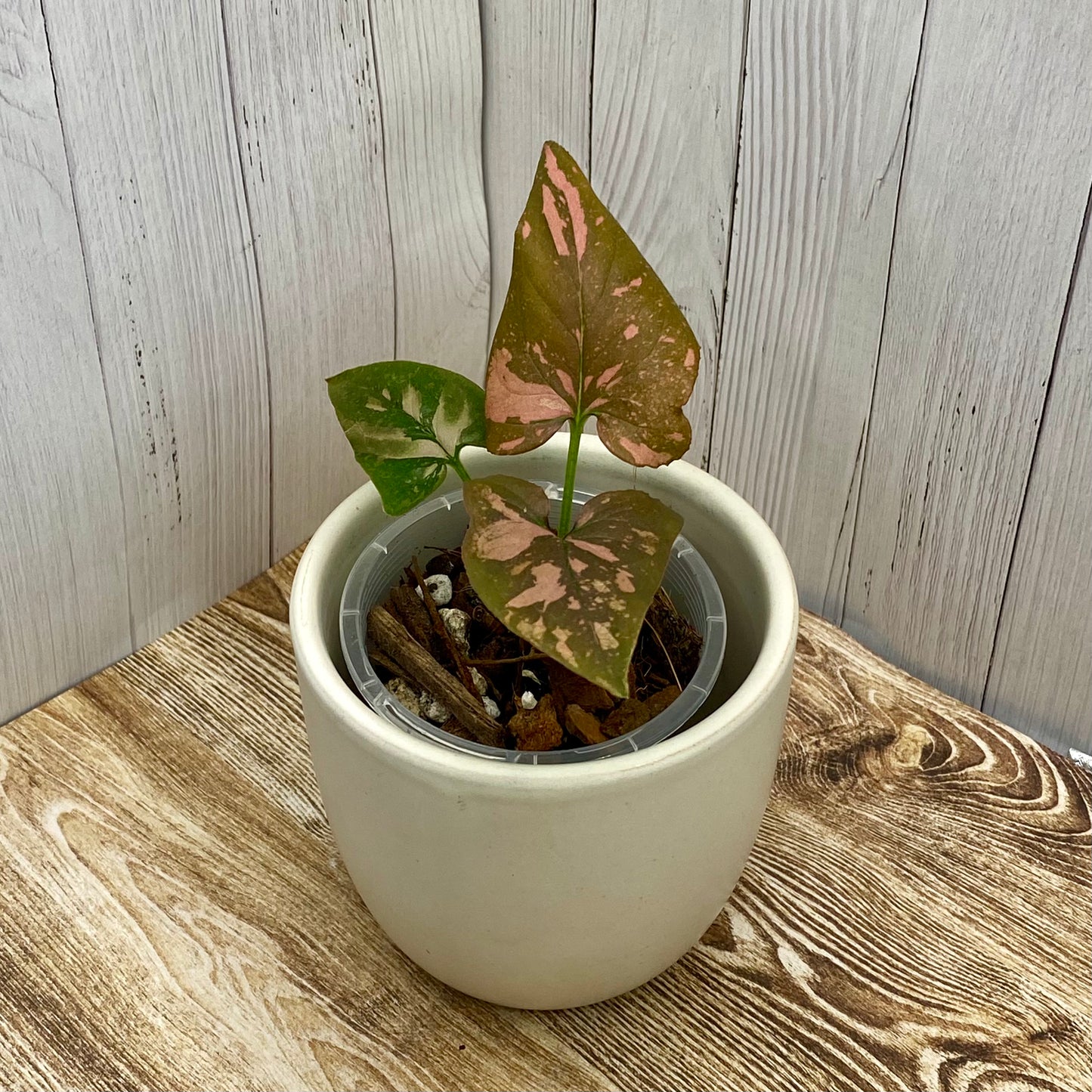 Syngonium Pink Splash