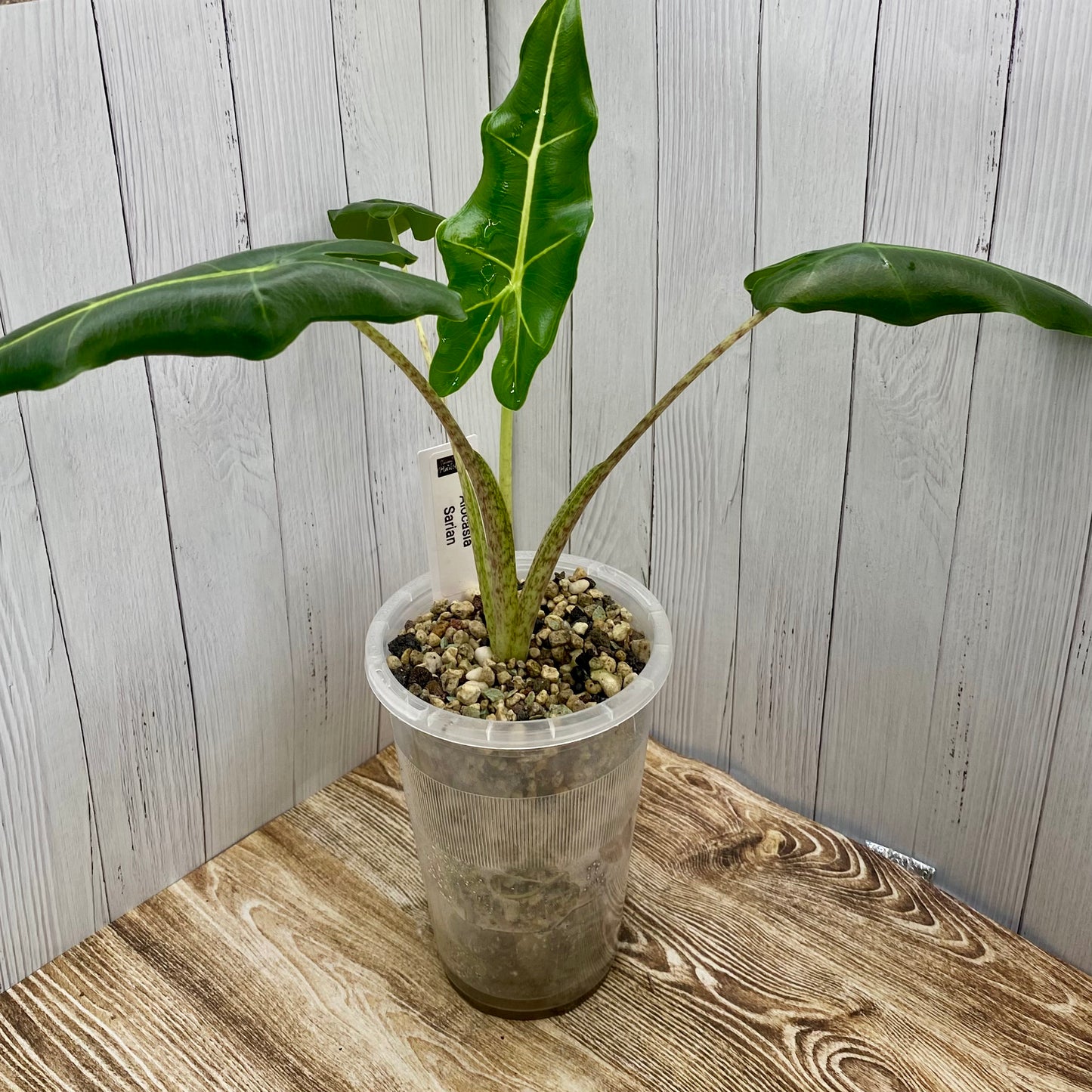 Alocasia Sarian