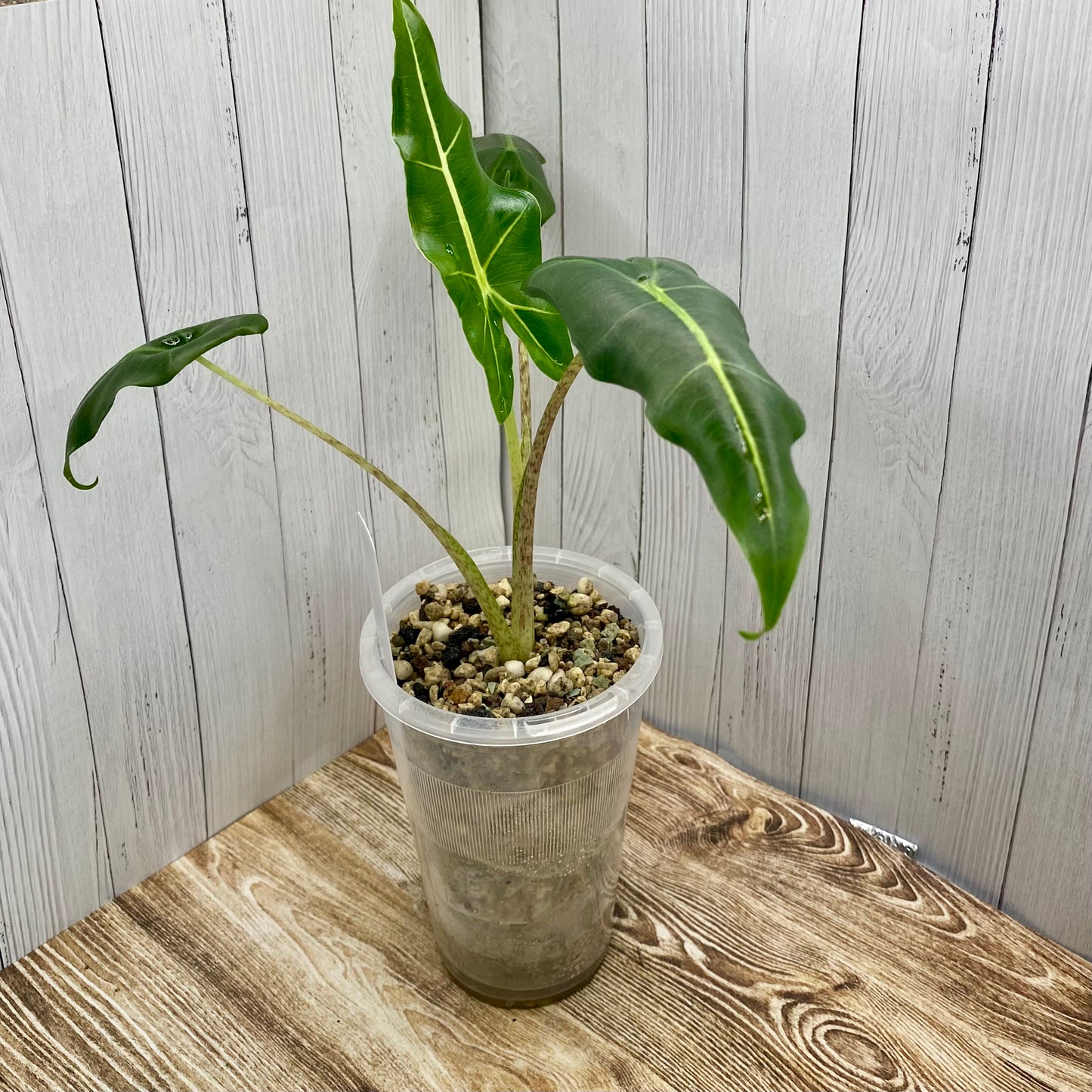 Alocasia Sarian