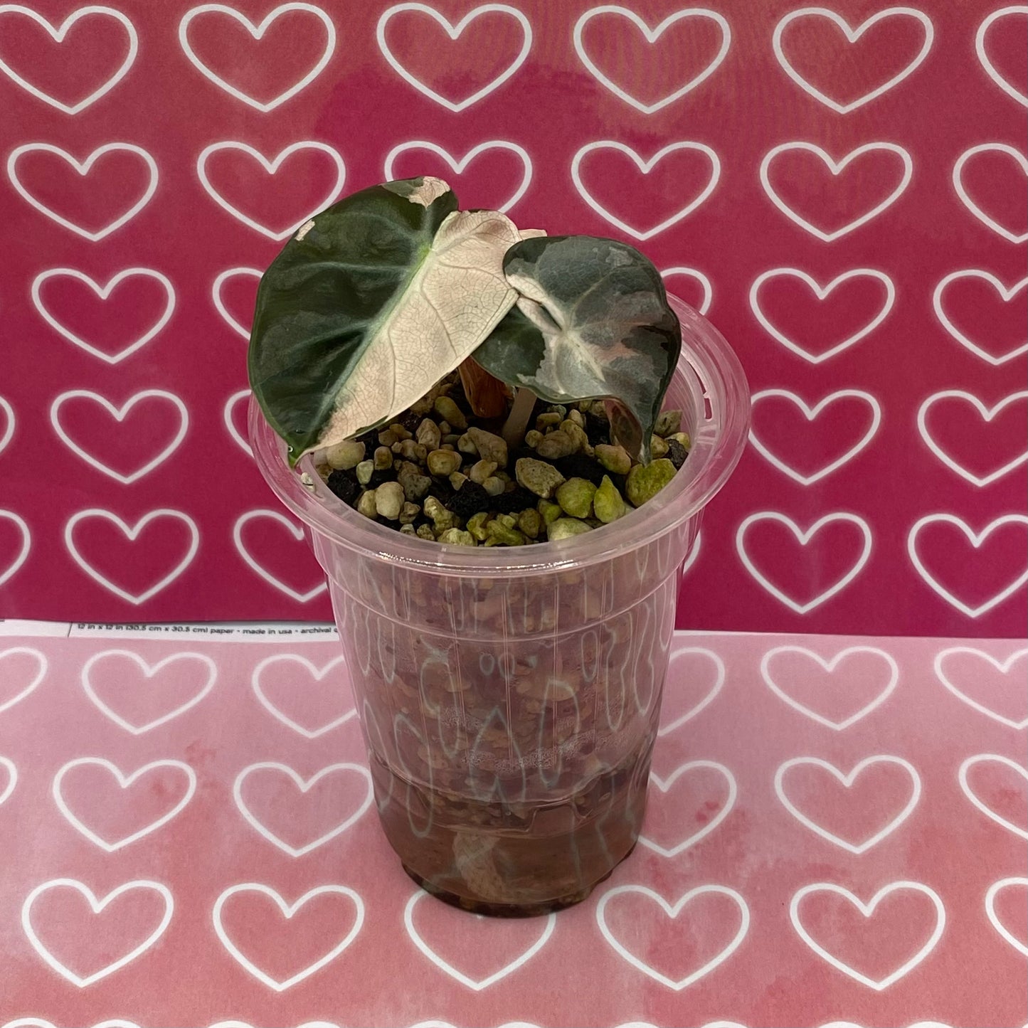 Alocasia Heart Balloon Pink Variegated