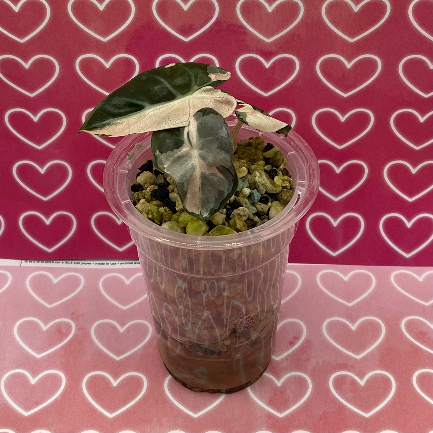 Alocasia Heart Balloon Pink Variegated - A TC – Nelson Plant Guy