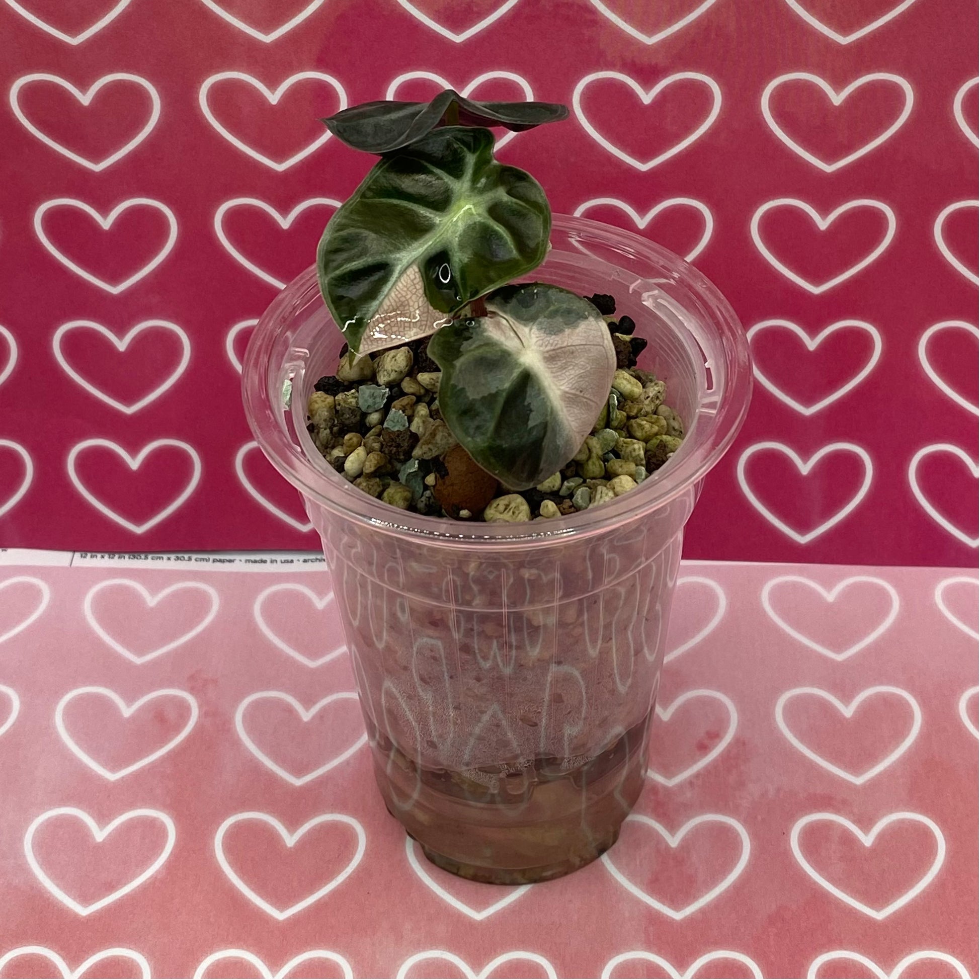 Alocasia Heart Balloon Pink Variegated - B TC – Nelson Plant Guy