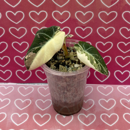 Alocasia Black Velvet Pink - C*