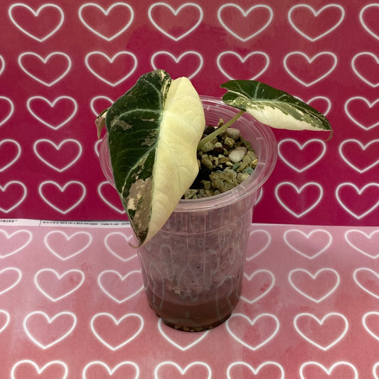 Alocasia Black Velvet Pink - C*