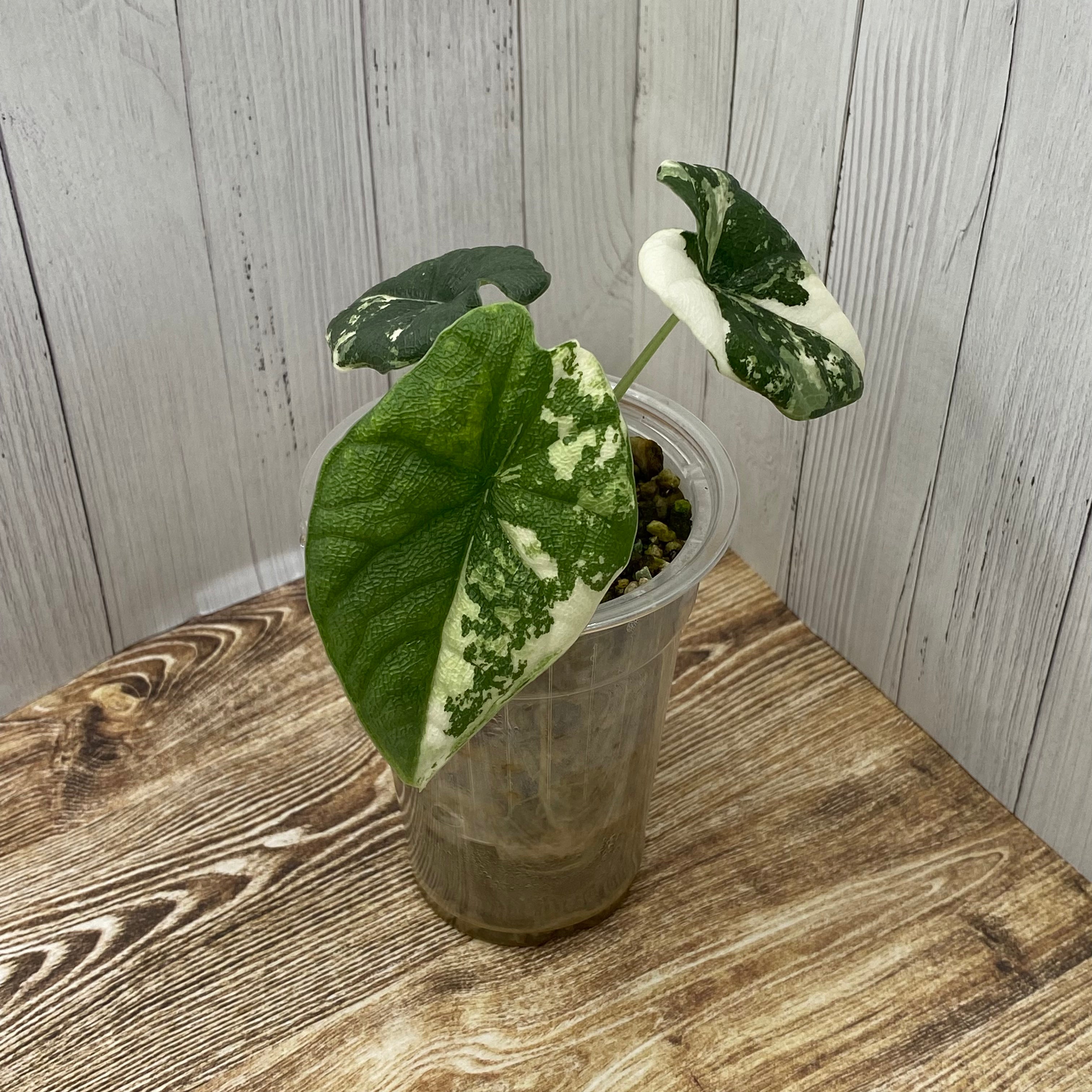 Alocasia YO313Alocasia Melo Albo Variegated アロカシア メロ アルボ