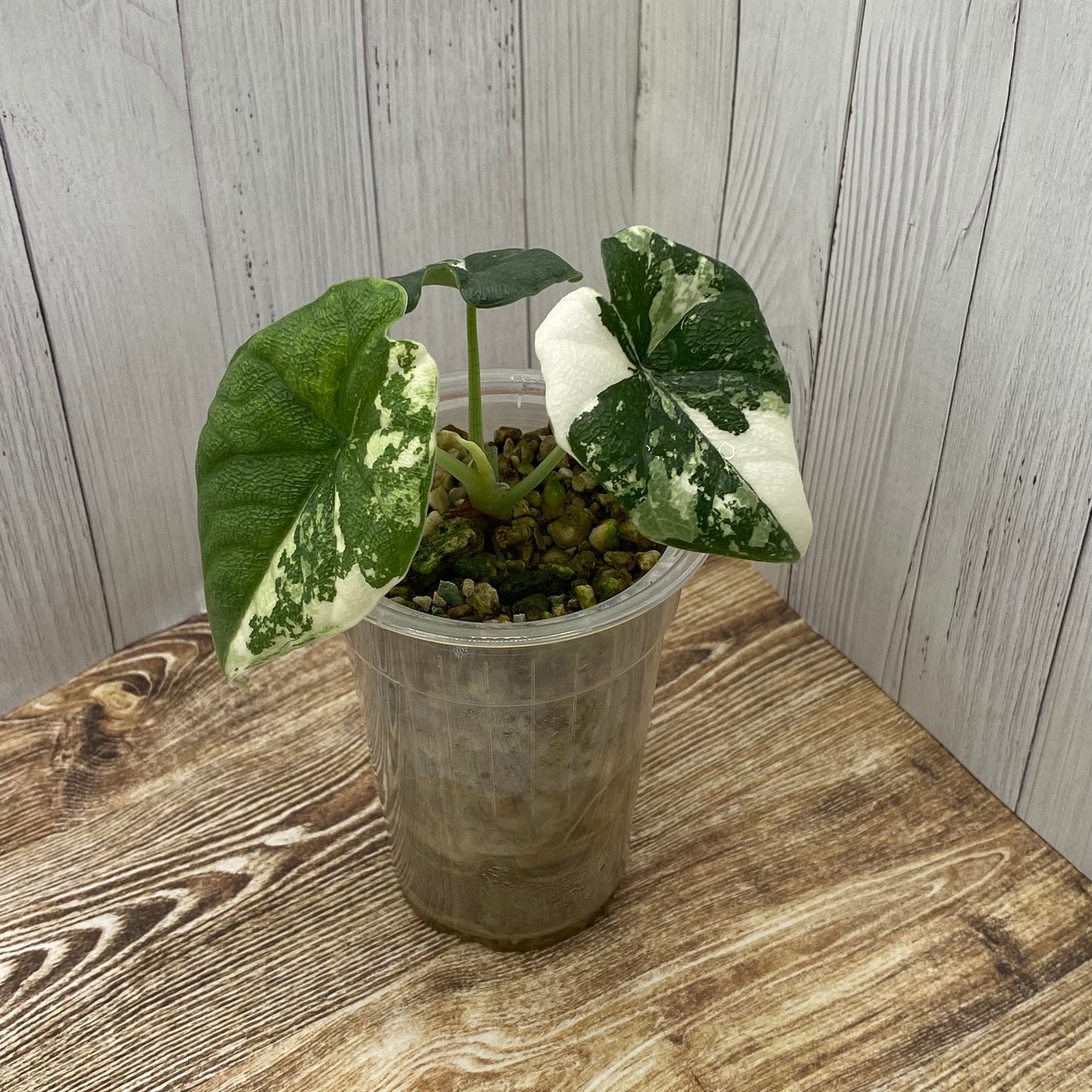 Alocasia Melo Albo Variegated