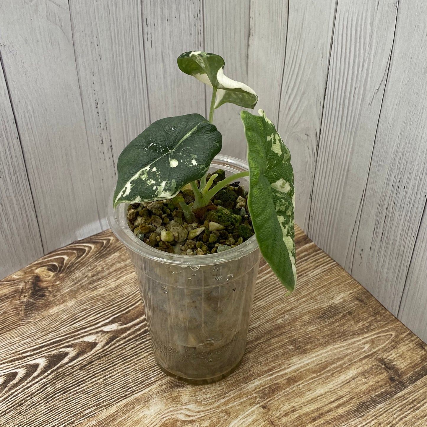 Alocasia Melo Albo Variegated