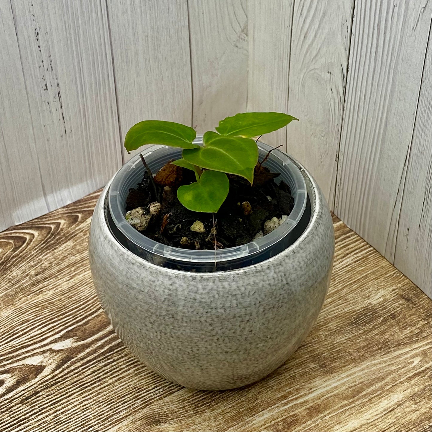 Anthurium Purple Crystallinum - E TC