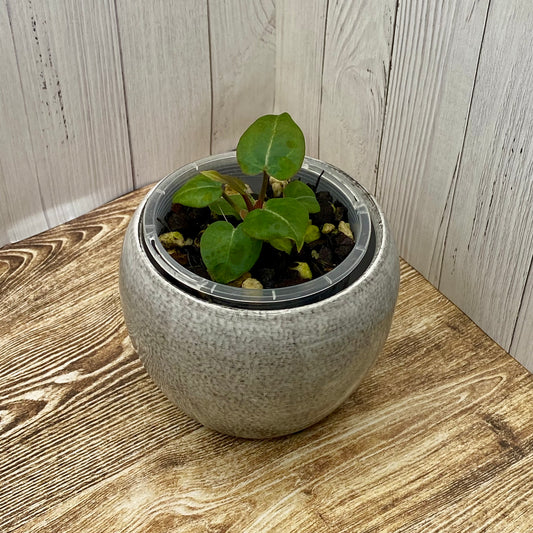 Anthurium Purple Crystallinum - F TC