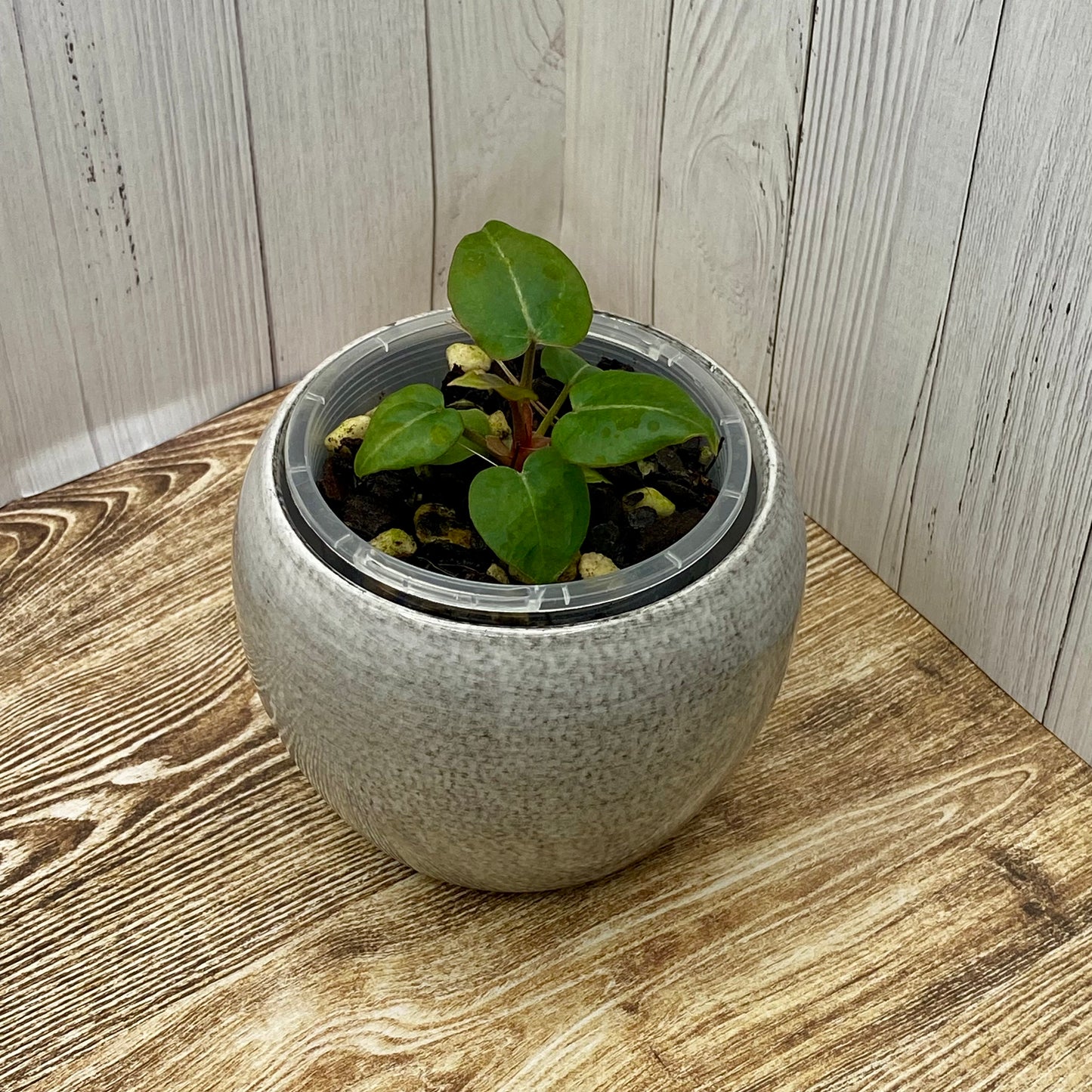 Anthurium Purple Crystallinum - F TC