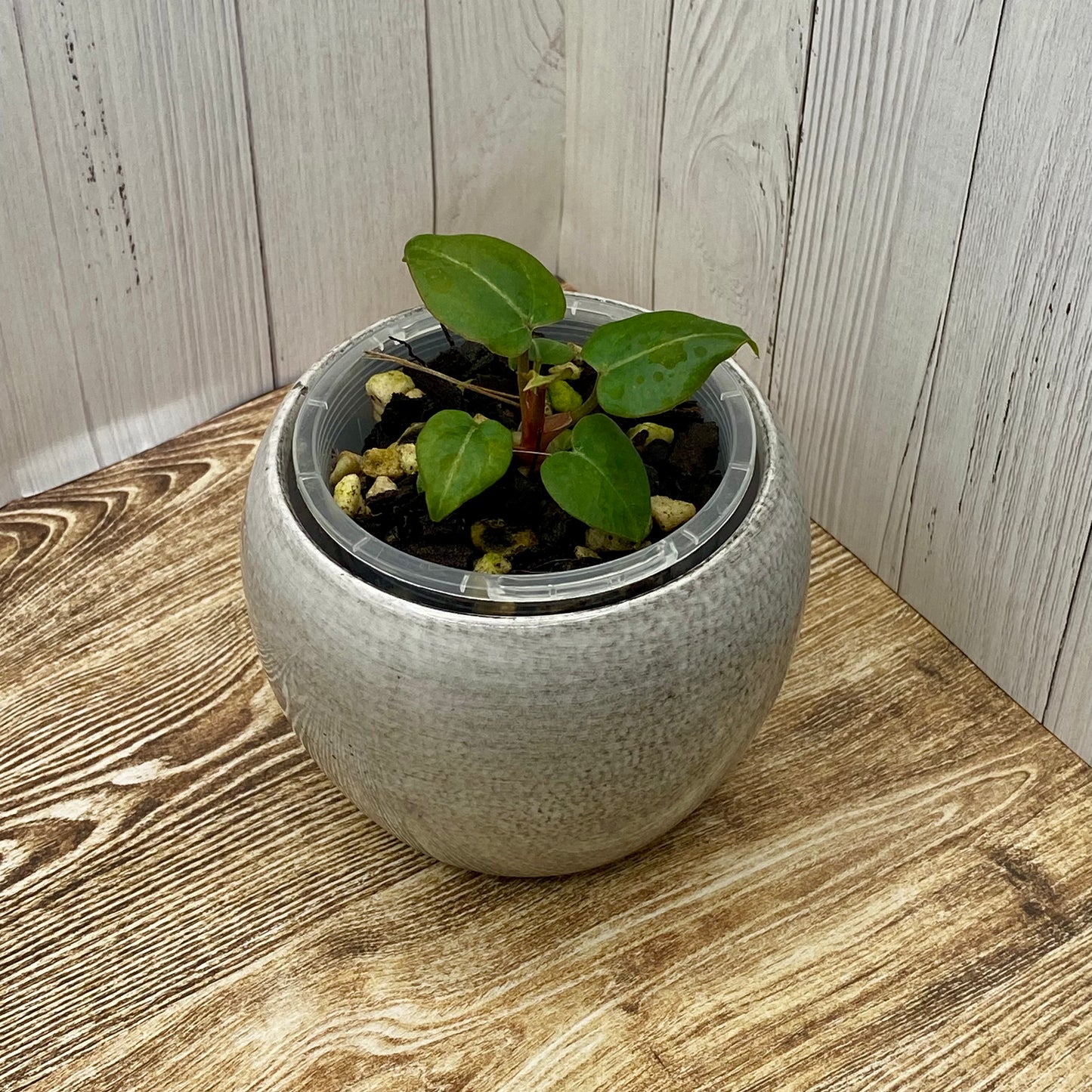 Anthurium Purple Crystallinum - F TC