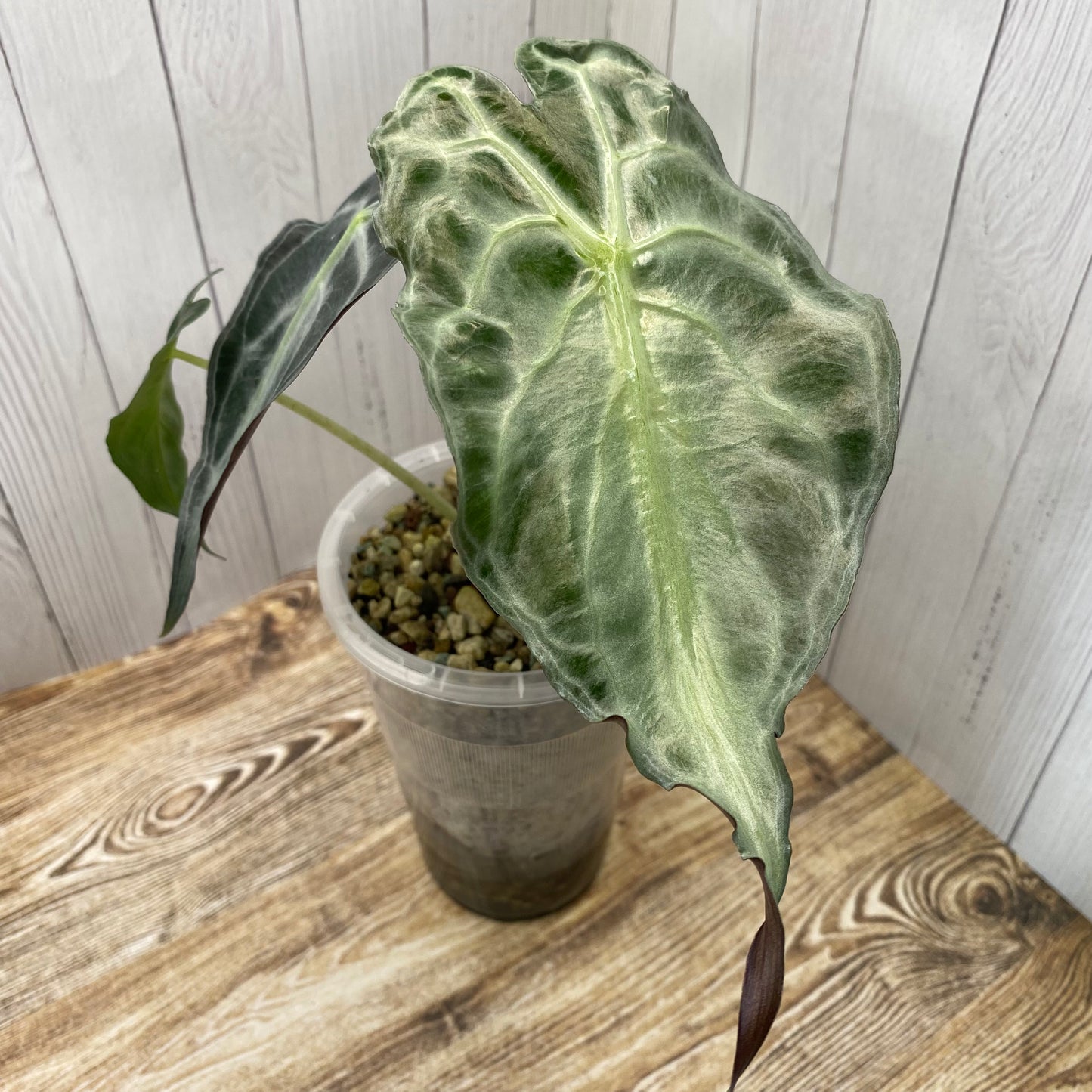 Alocasia Venom Large - TC