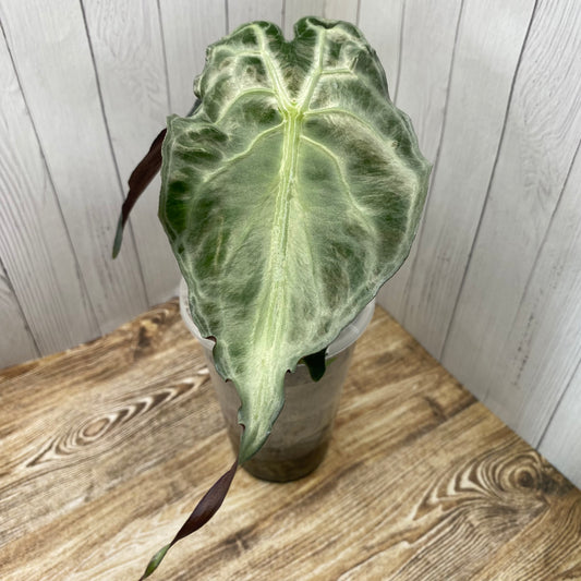 Alocasia Venom Large - TC