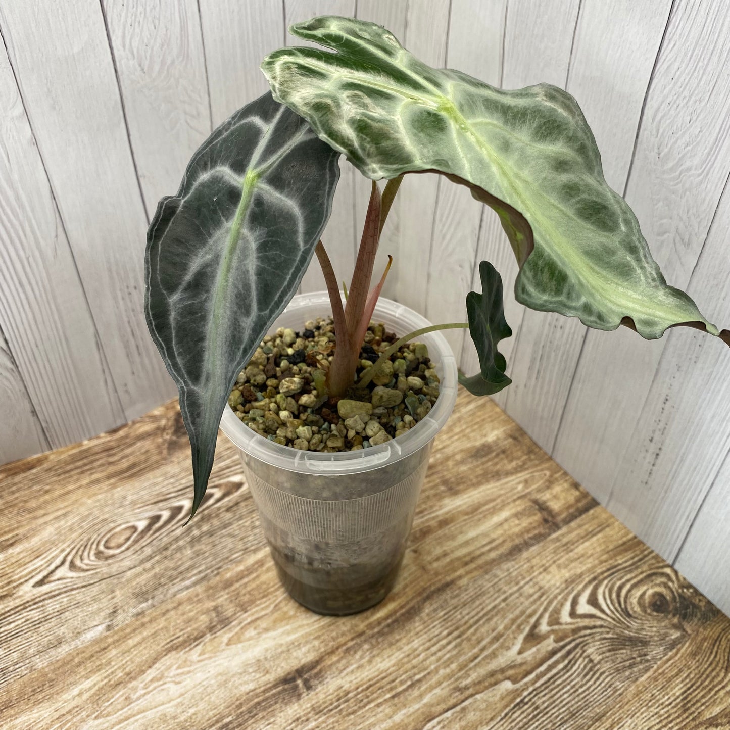 Alocasia Venom Large - TC