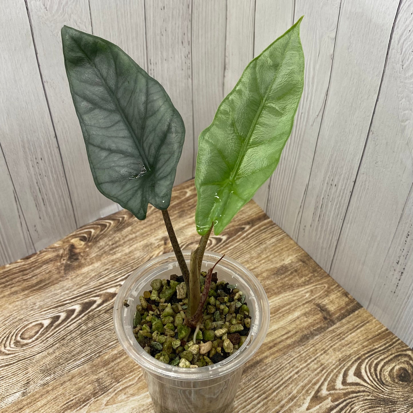 Alocasia Dragon’s Breathe - C