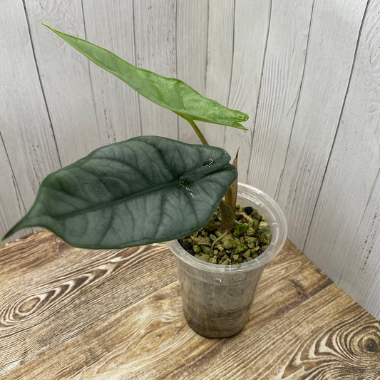 Alocasia Dragon’s Breathe - C