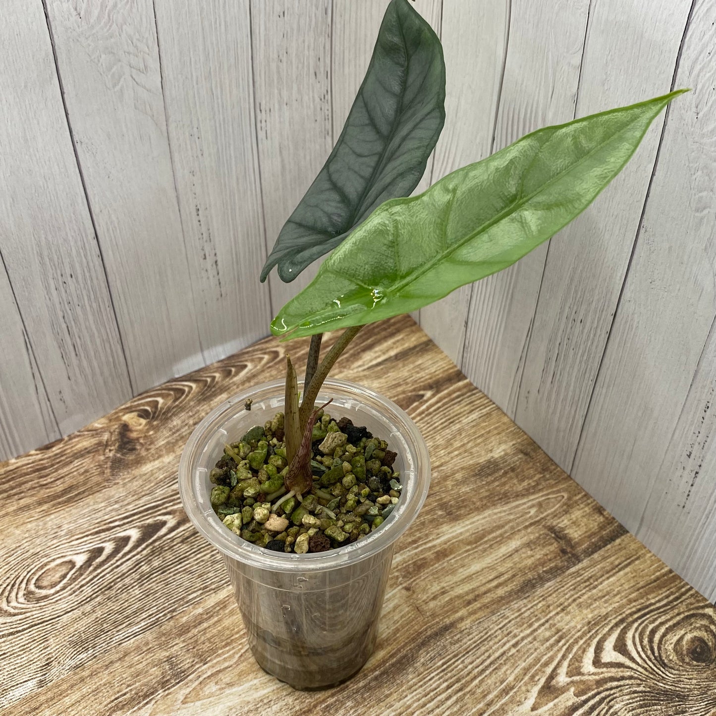 Alocasia Dragon’s Breathe - C