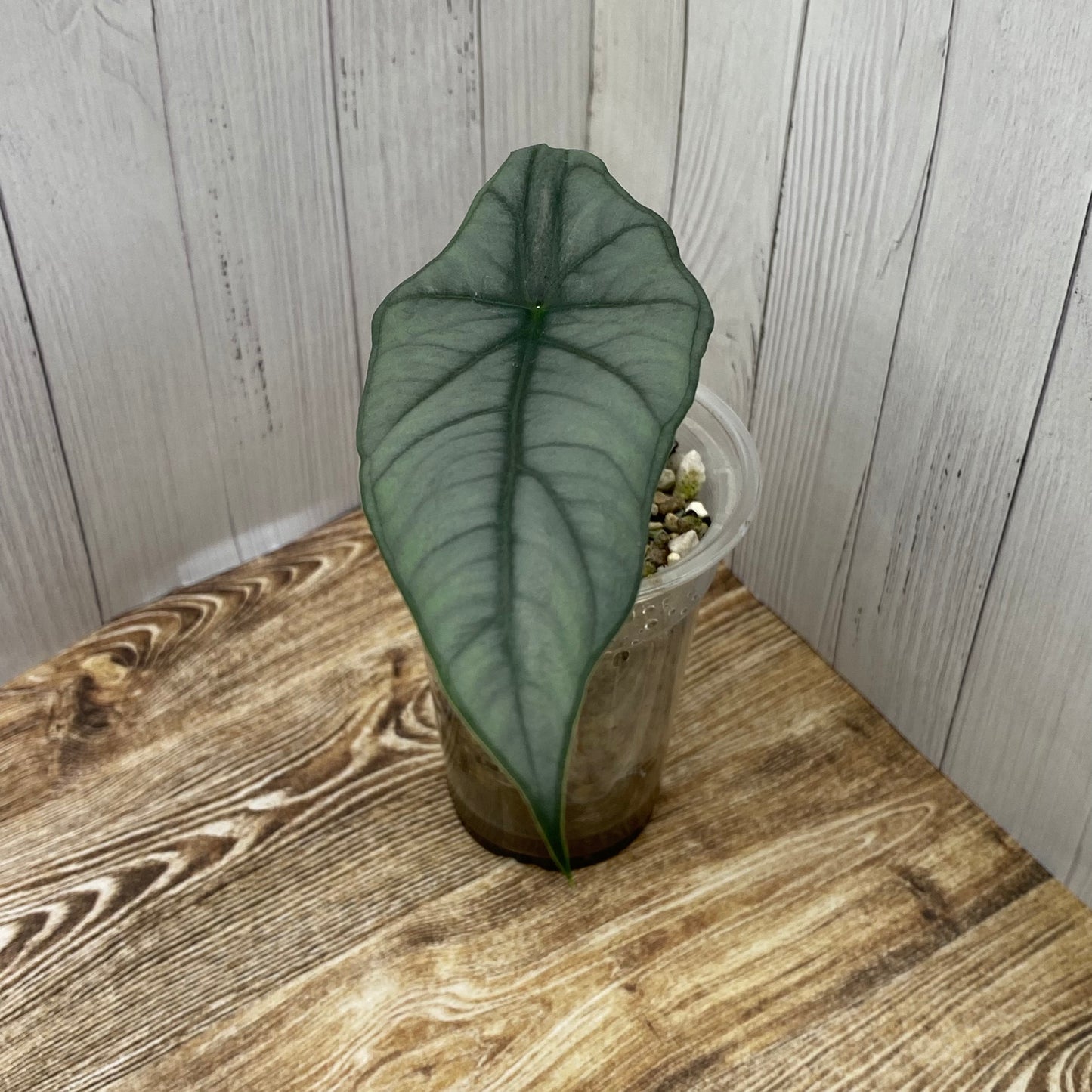 Alocasia Dragon’s Breathe - D