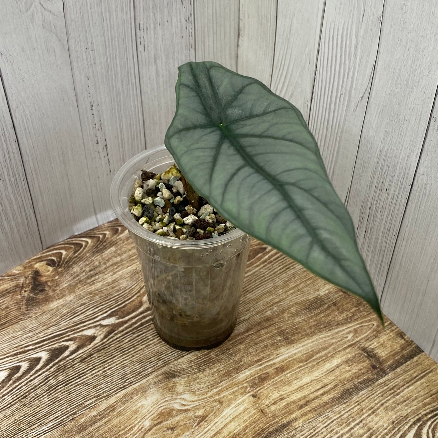 Alocasia Dragon’s Breathe - D