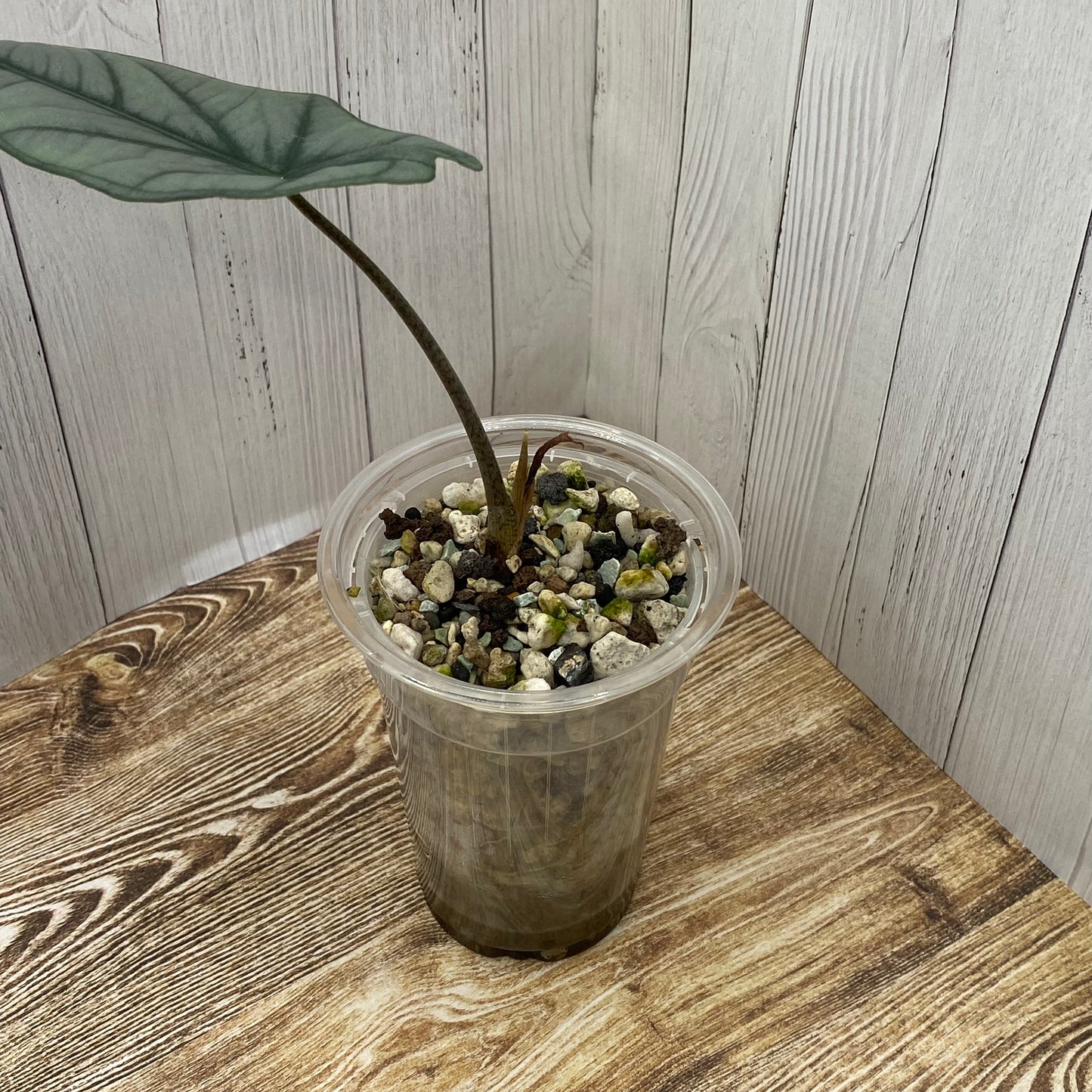 Alocasia Dragon’s Breathe - D