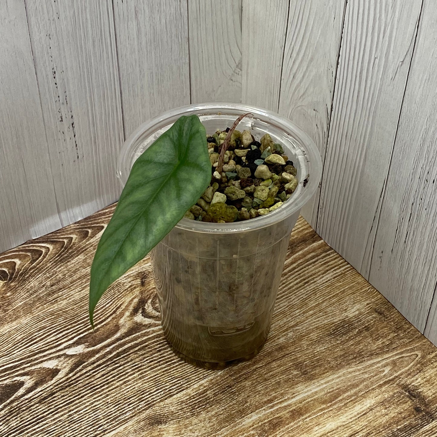 Alocasia Dragon’s Breathe - E