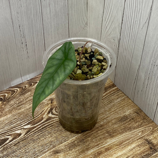 Alocasia Dragon’s Breathe - E