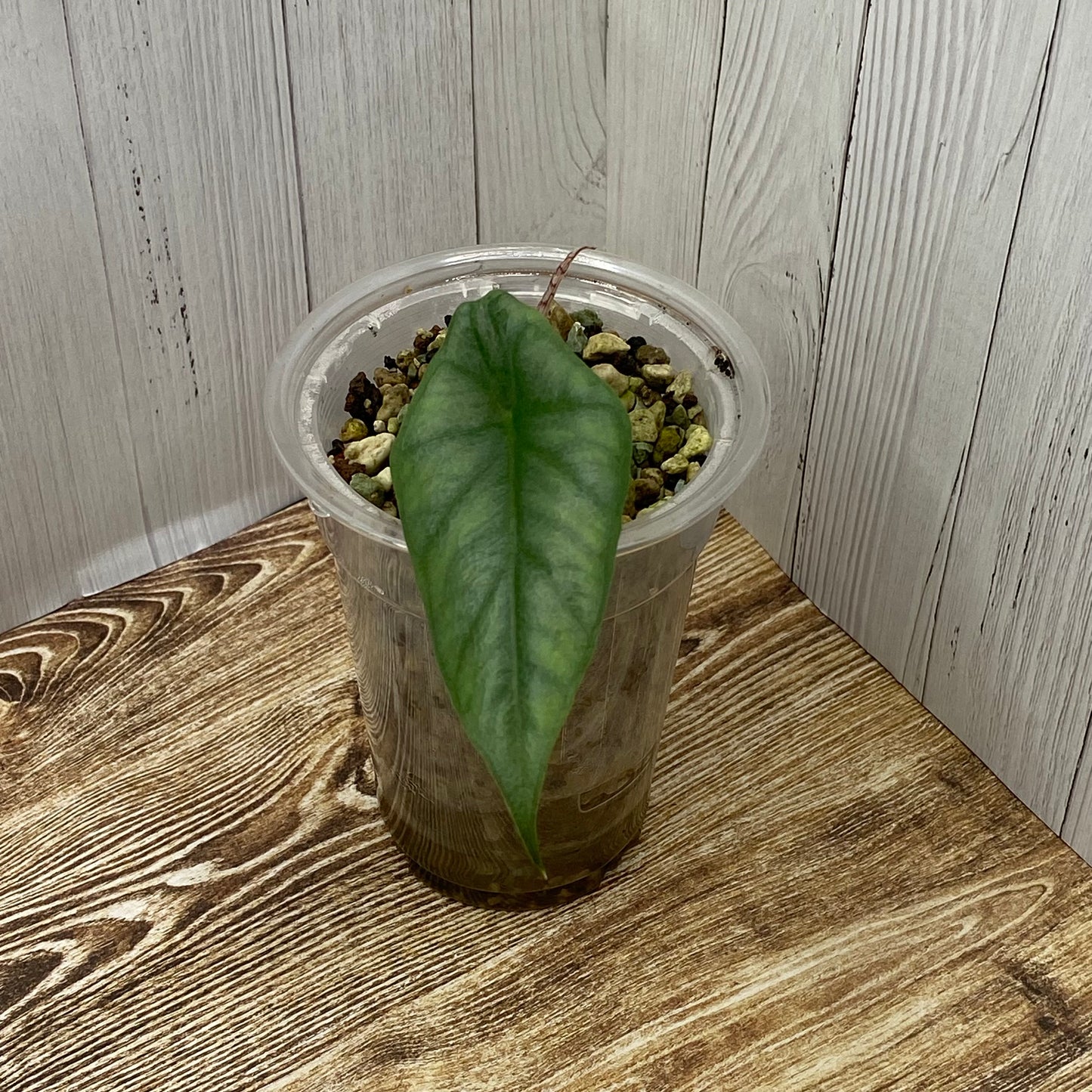 Alocasia Dragon’s Breathe - E