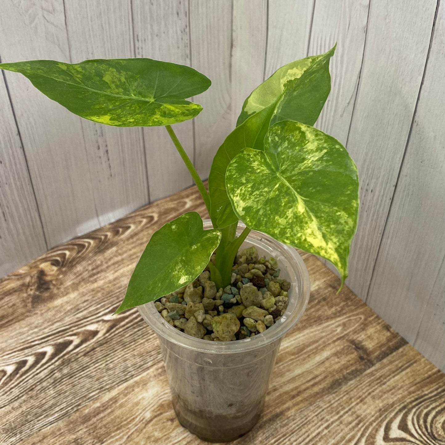 Alocasia Gageana Aurea