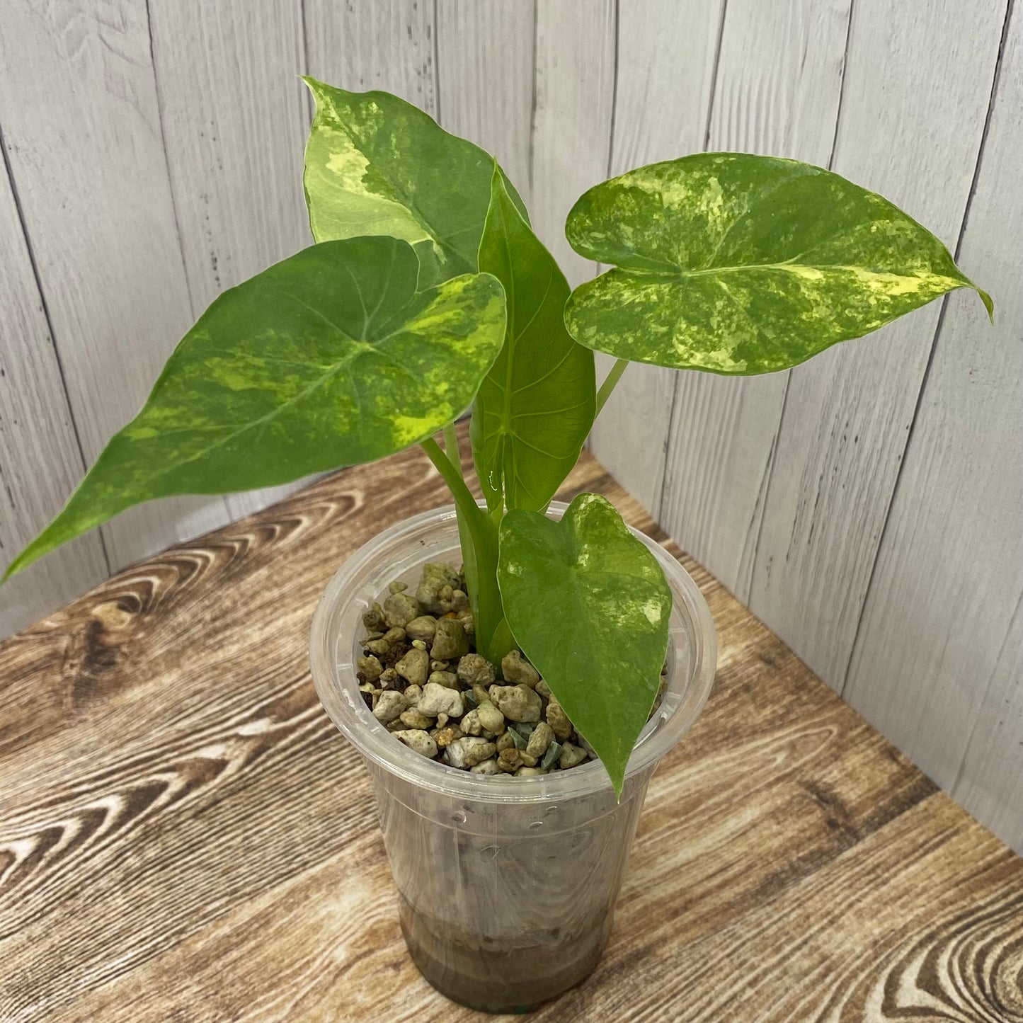 Alocasia Gageana Aurea