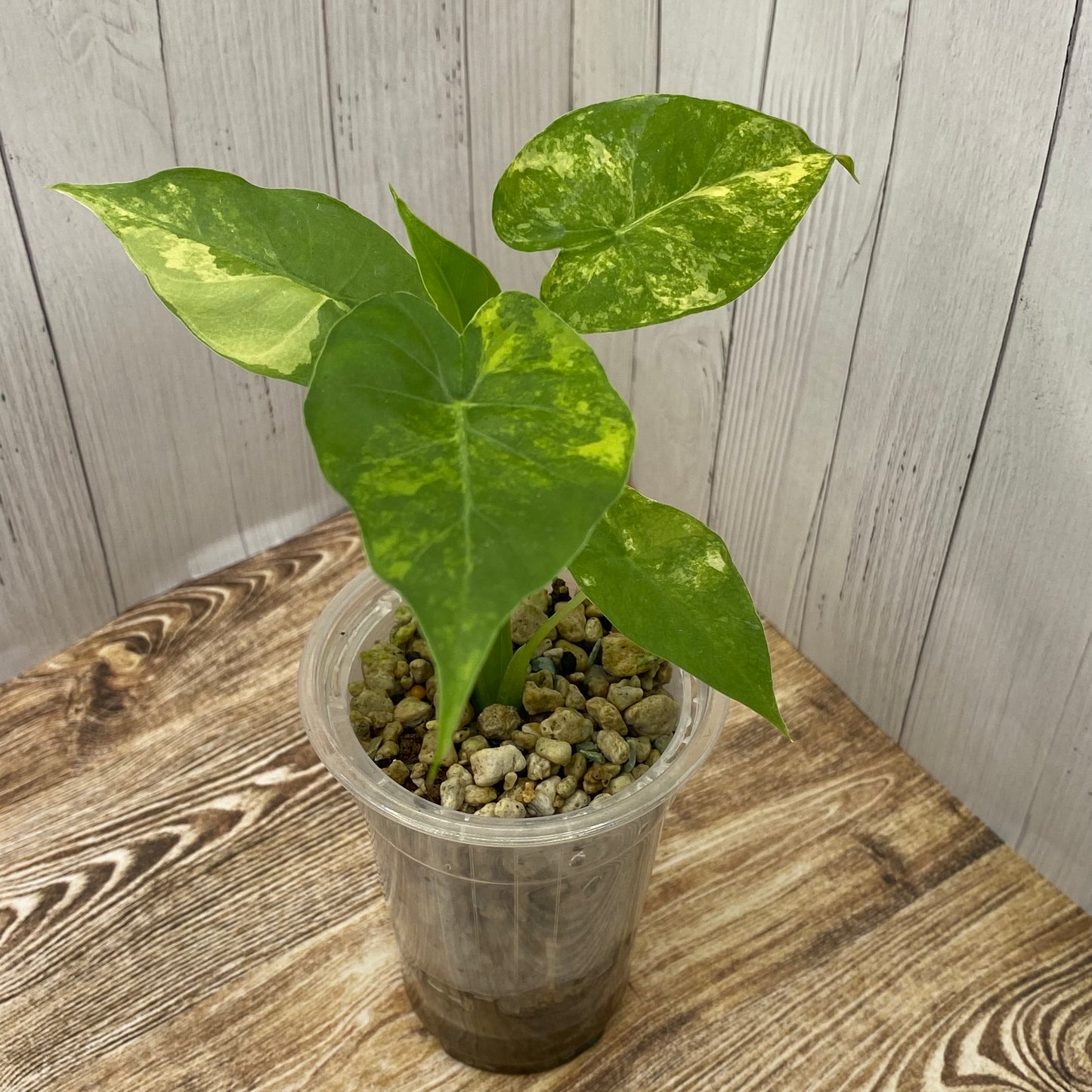 Alocasia Gageana Aurea