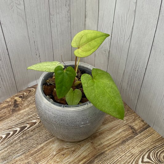 Anthurium Dark Phoenix Mint - A