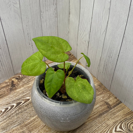 Anthurium Dark Phoenix Mint - B