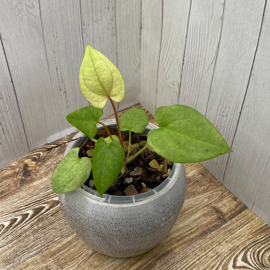 Anthurium Dark Phoenix Mint - C