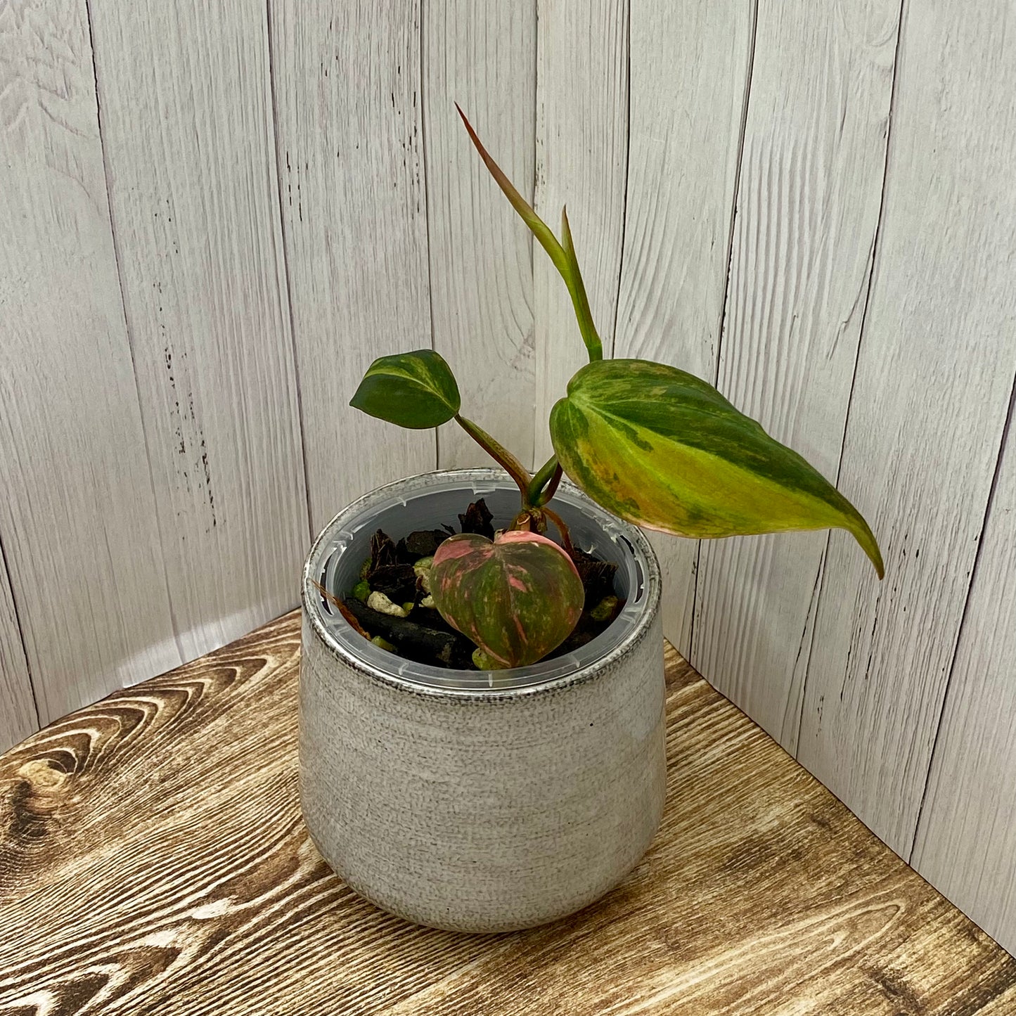 Philodendron Micans Variegated