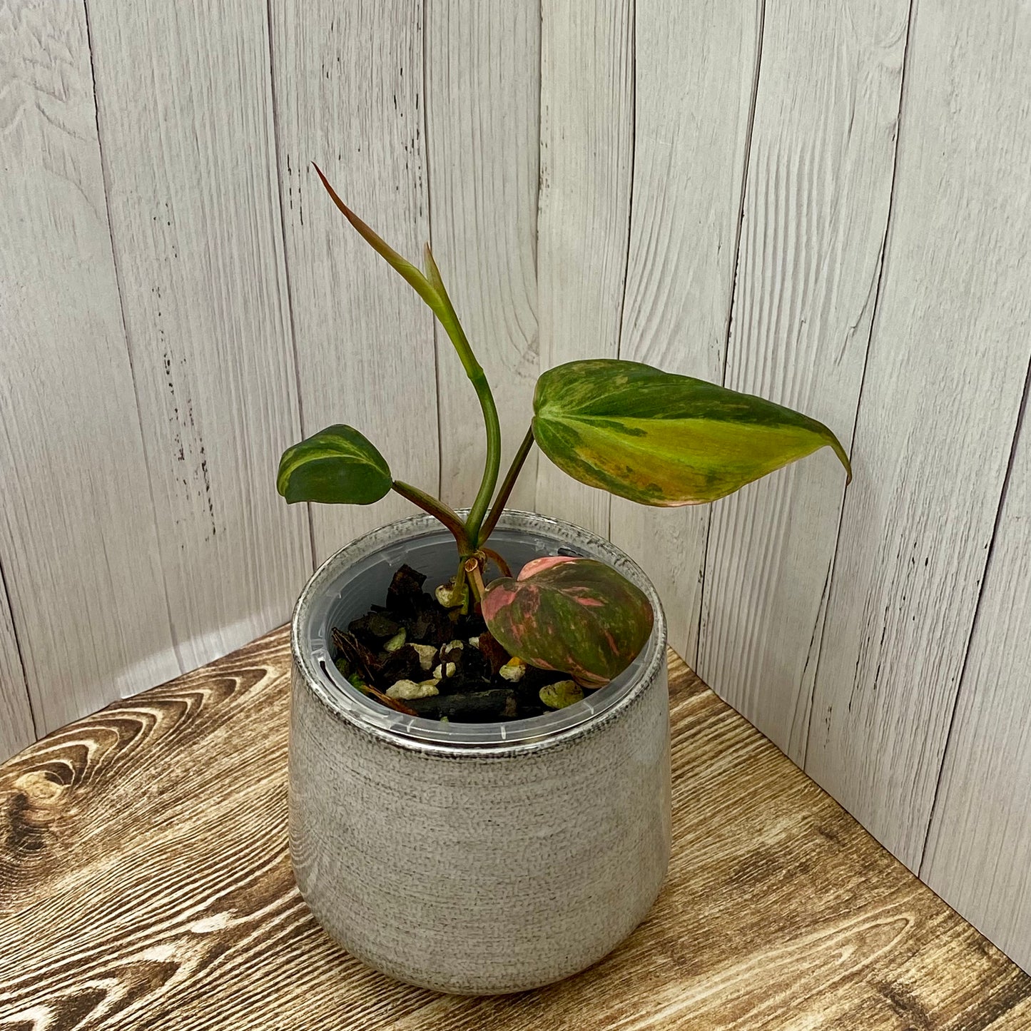 Philodendron Micans Variegated