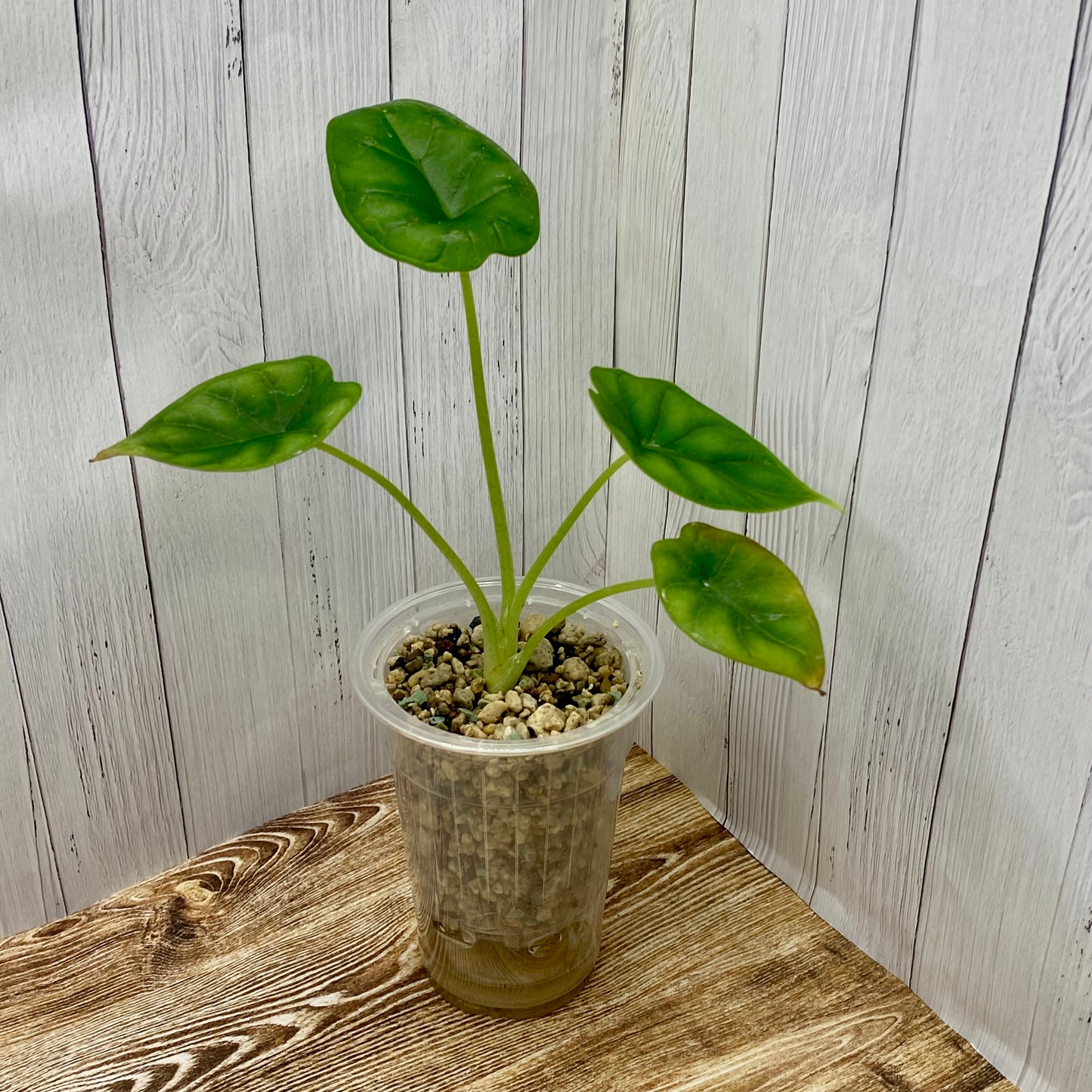 Alocasia Dragon Scale - Small - Kids Project