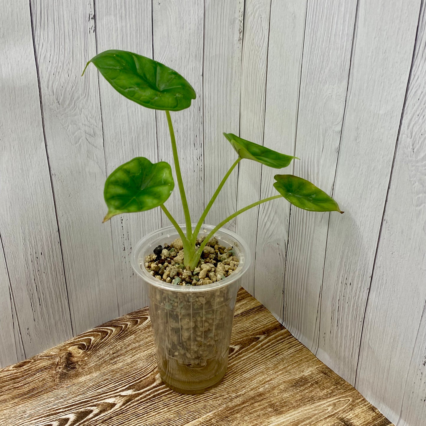 Alocasia Dragon Scale - Small - Kids Project